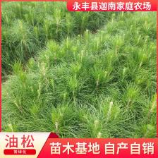 油松 基地直供 各种绿化苗 品种齐全 湿地松苗木,永丰县迦南家庭农场